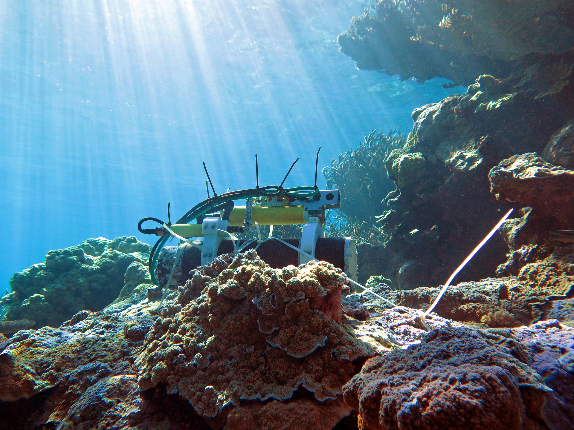 An oceanographic pH sensor in a reef