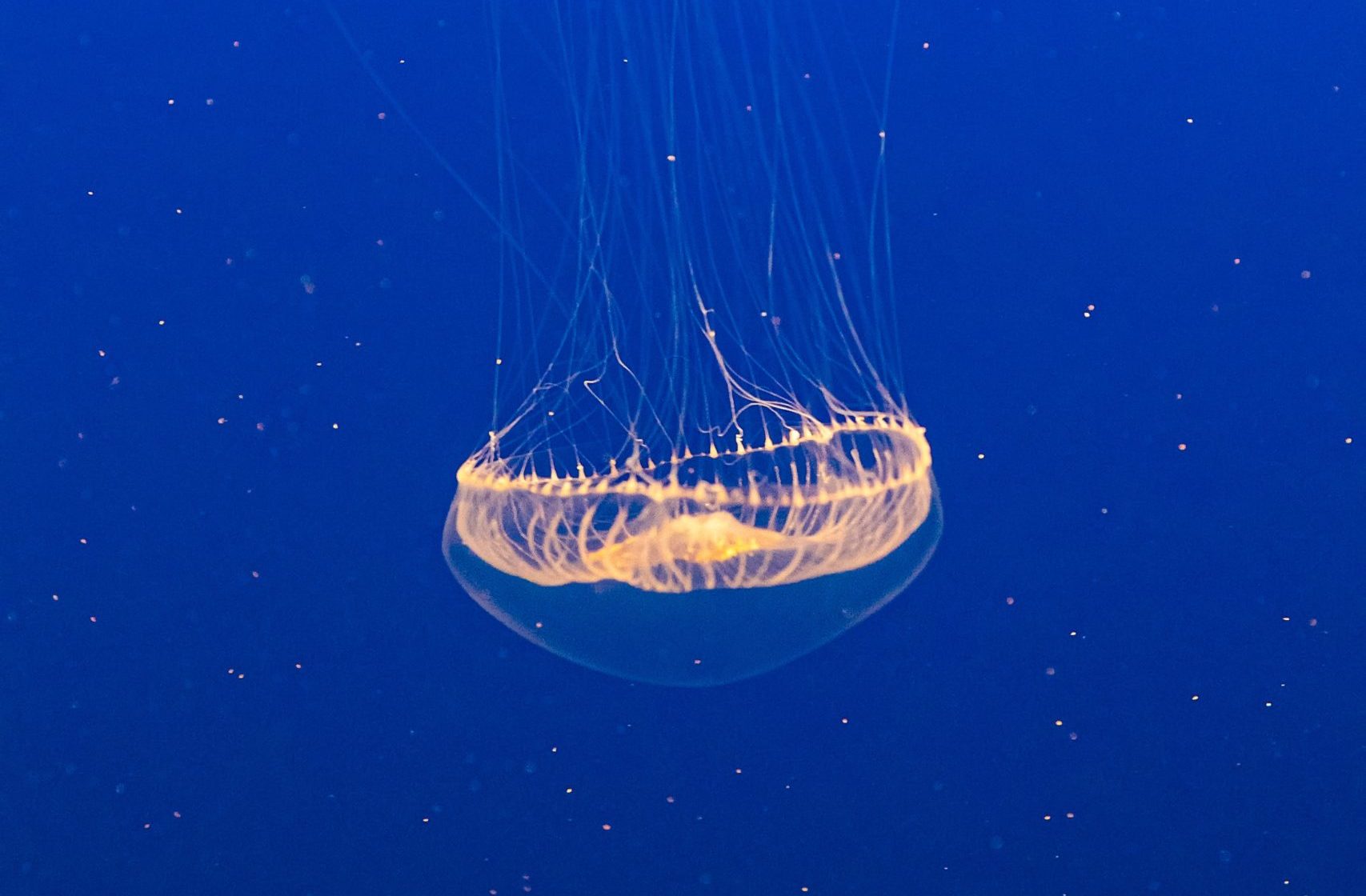 bioluminescence jellyfish