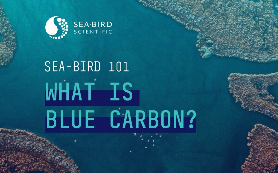 Sea-Bird 101: What is Blue Carbon?